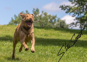 For Fun - Website initial-2