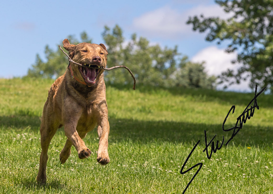 For Fun - Website initial-2