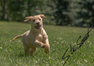 For Fun - Website initial