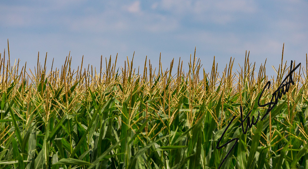 Landscapes - Website initial-14