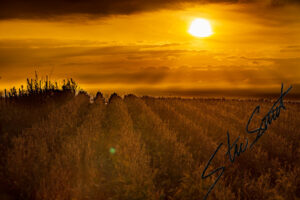 Landscapes - Website initial-24