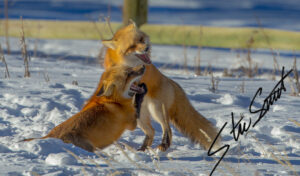 Wildlife - Website initial-11