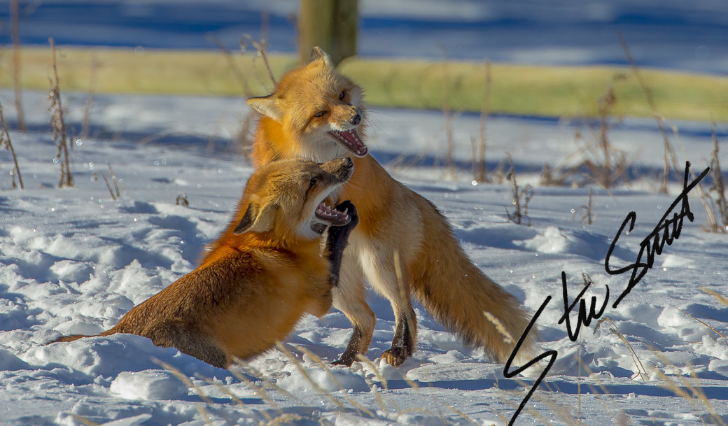 Wildlife - Website initial-11