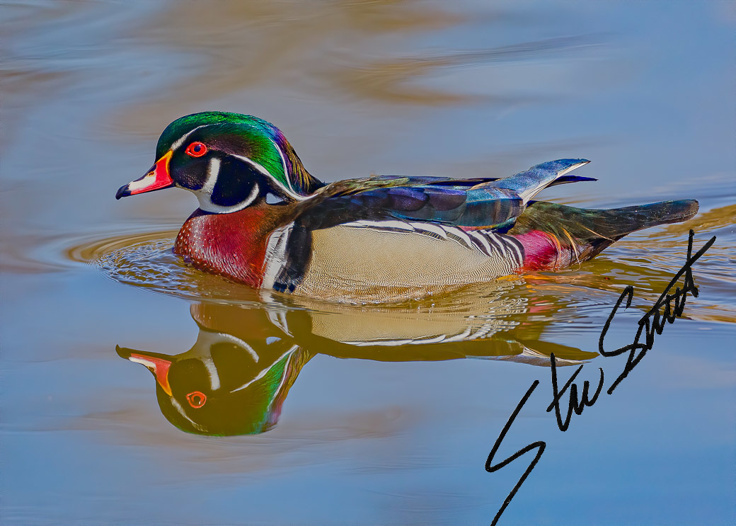 Wildlife - Website initial-12