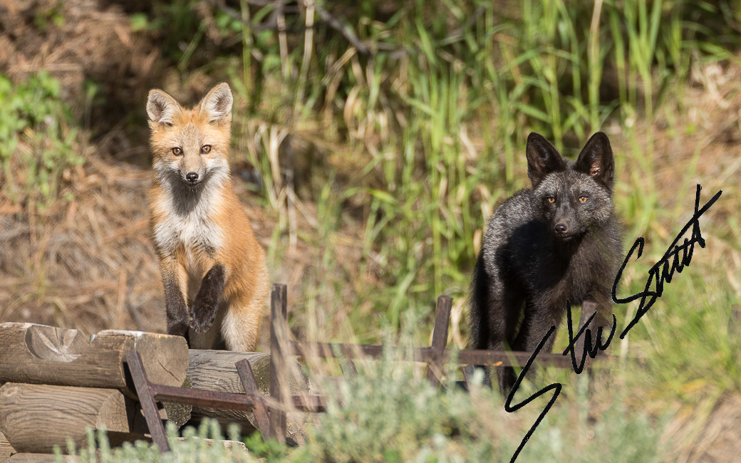 Wildlife - Website initial-15