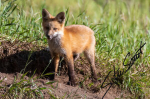 Wildlife - Website initial-16