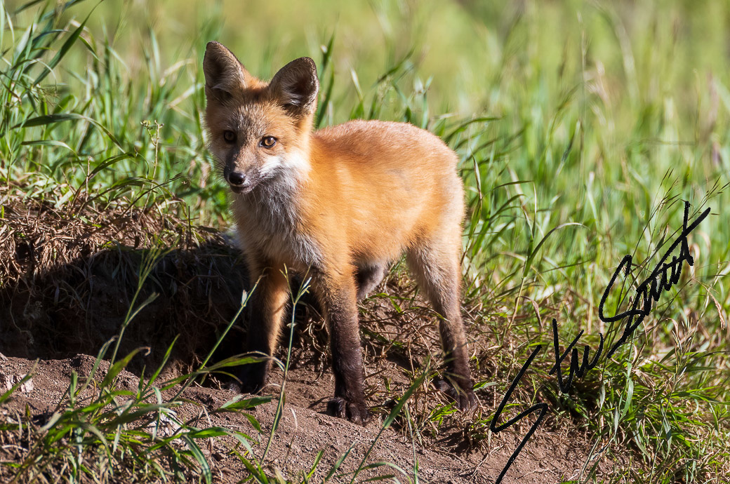 Wildlife - Website initial-16