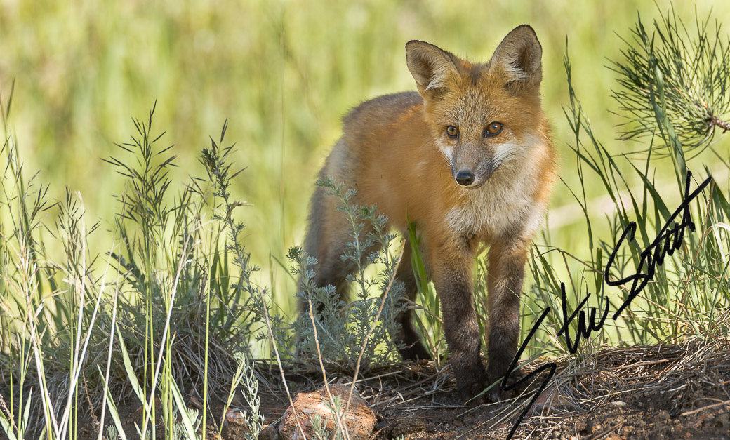 Wildlife - Website initial-17