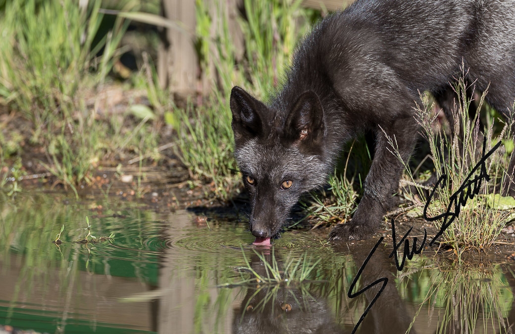 Wildlife - Website initial-18