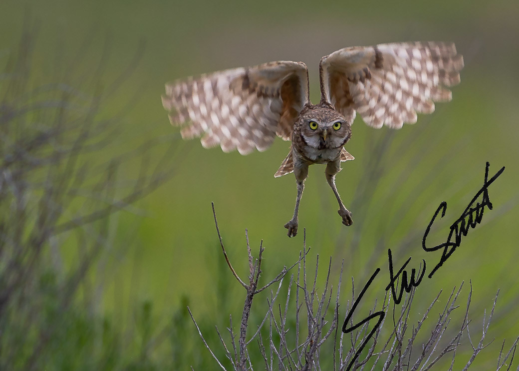 Wildlife - Website initial-19