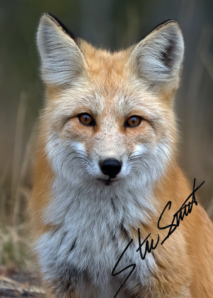 Wildlife - Website initial-2