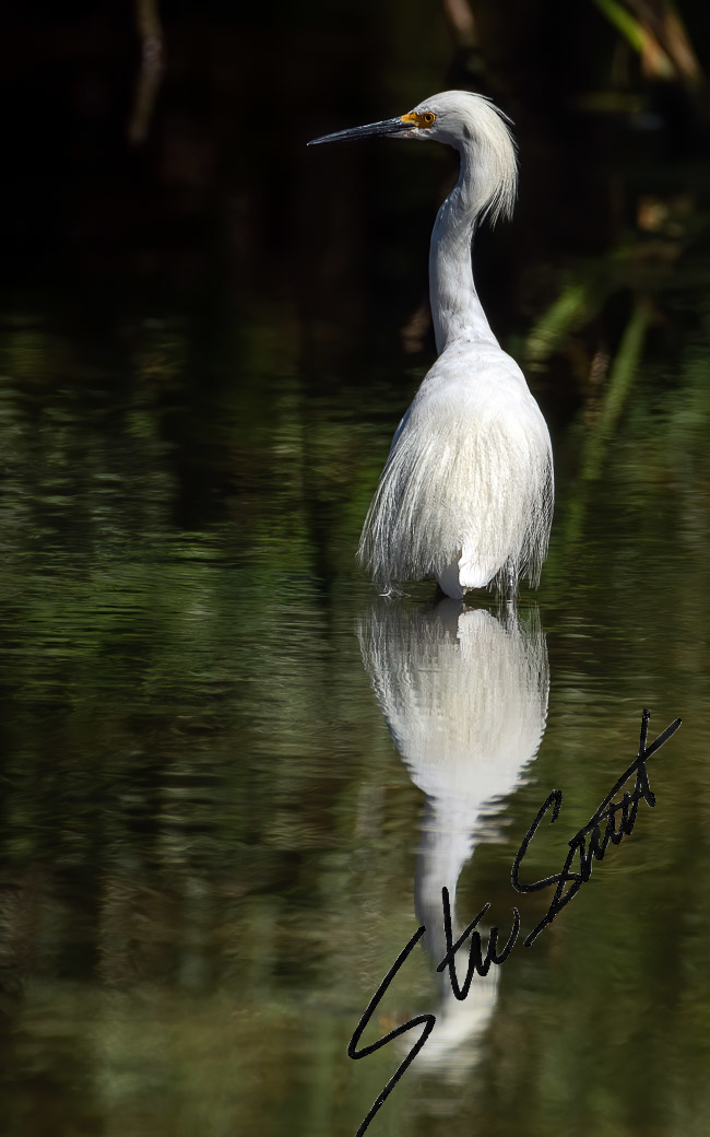 Wildlife - Website initial-25