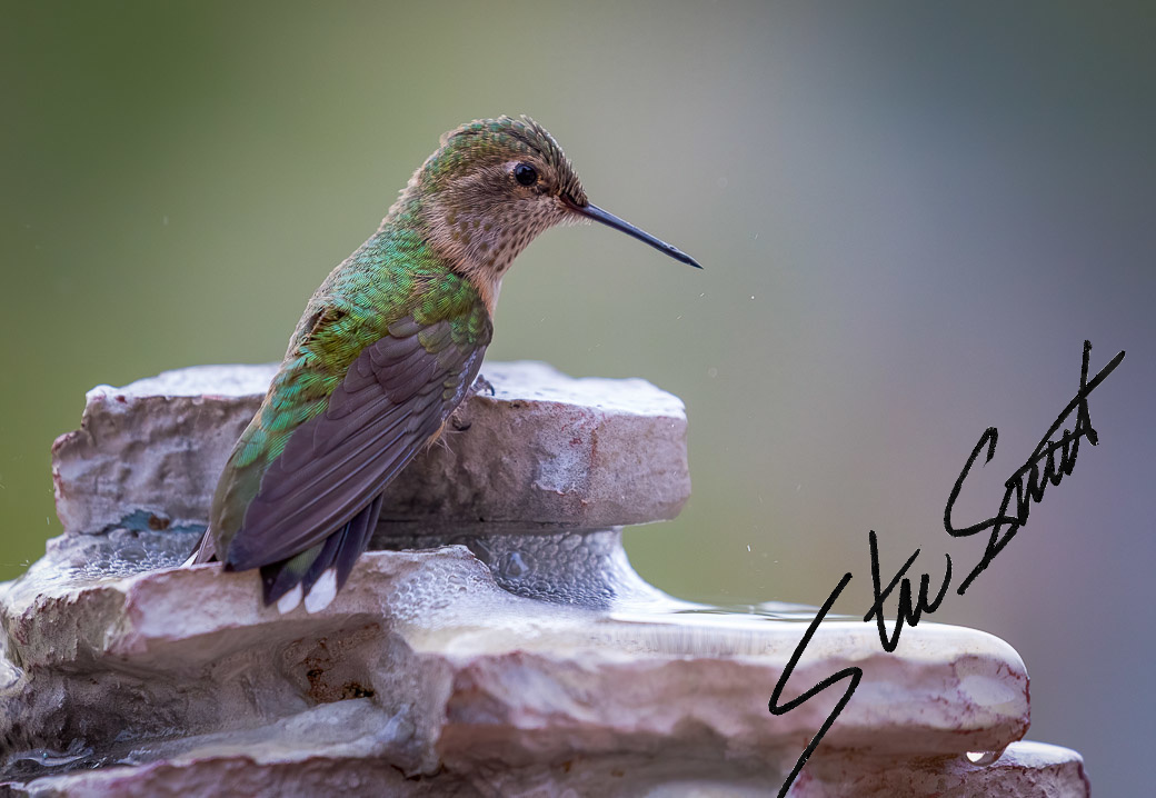 Wildlife - Website initial-26