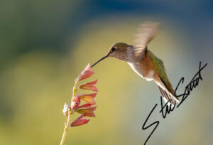 Wildlife - Website initial-27