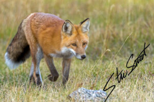 Wildlife - Website initial