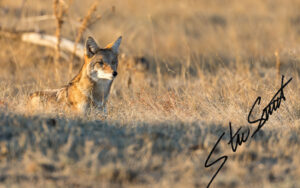 Wildlife - Website initial-34