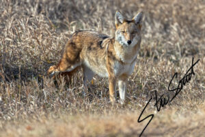 Wildlife - Website initial-35