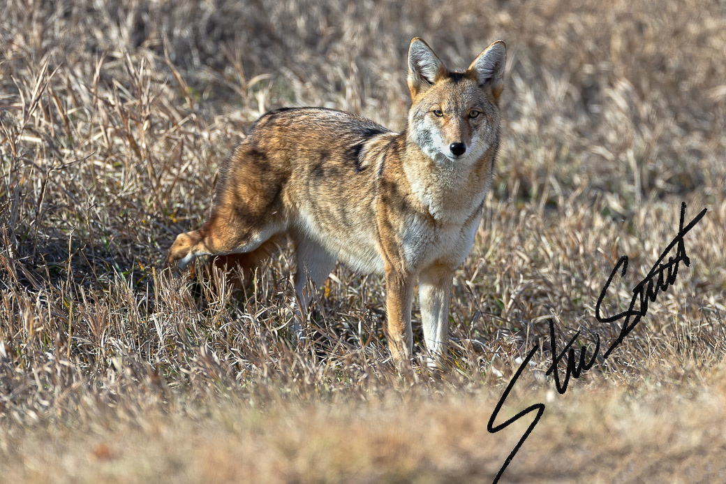 Wildlife - Website initial-35