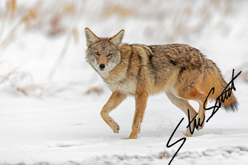 Wildlife - Website initial-37