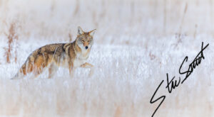 Wildlife - Website initial-38