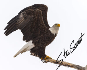 Wildlife - Website initial-4