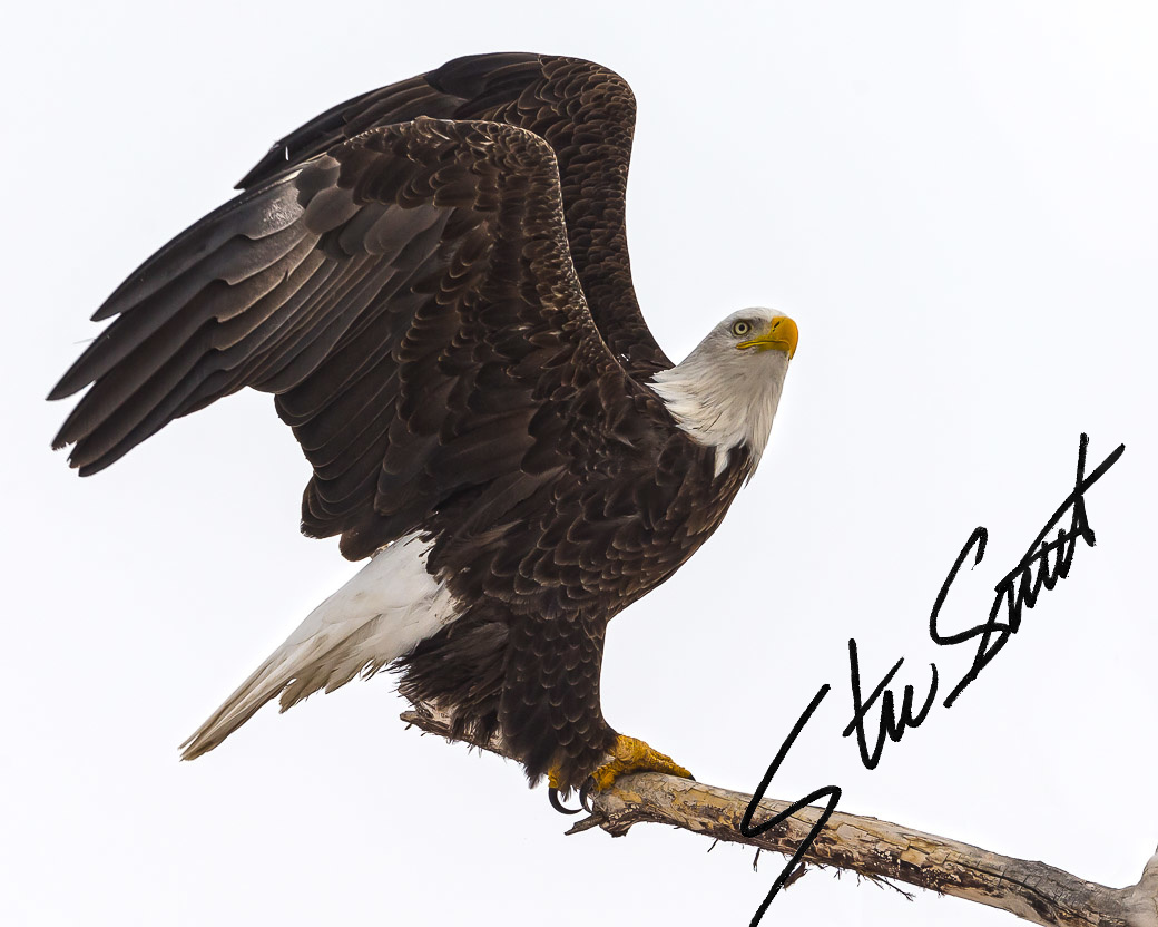 Wildlife - Website initial-4