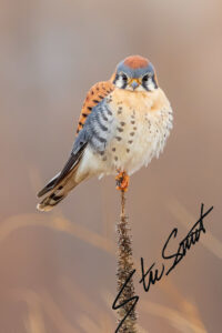 Wildlife - Website initial-41