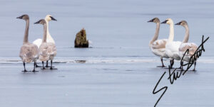 Wildlife - Website initial-43