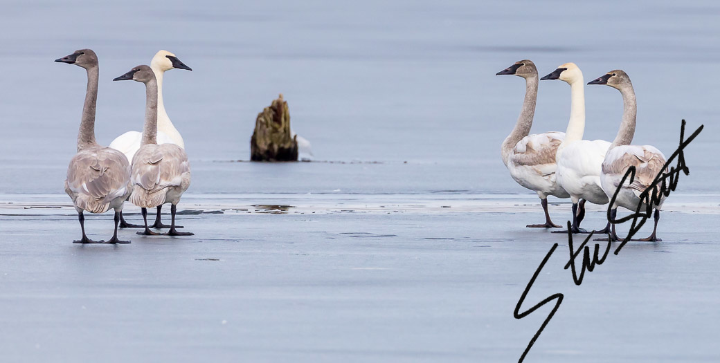 Wildlife - Website initial-43