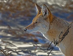 Wildlife - Website initial-44