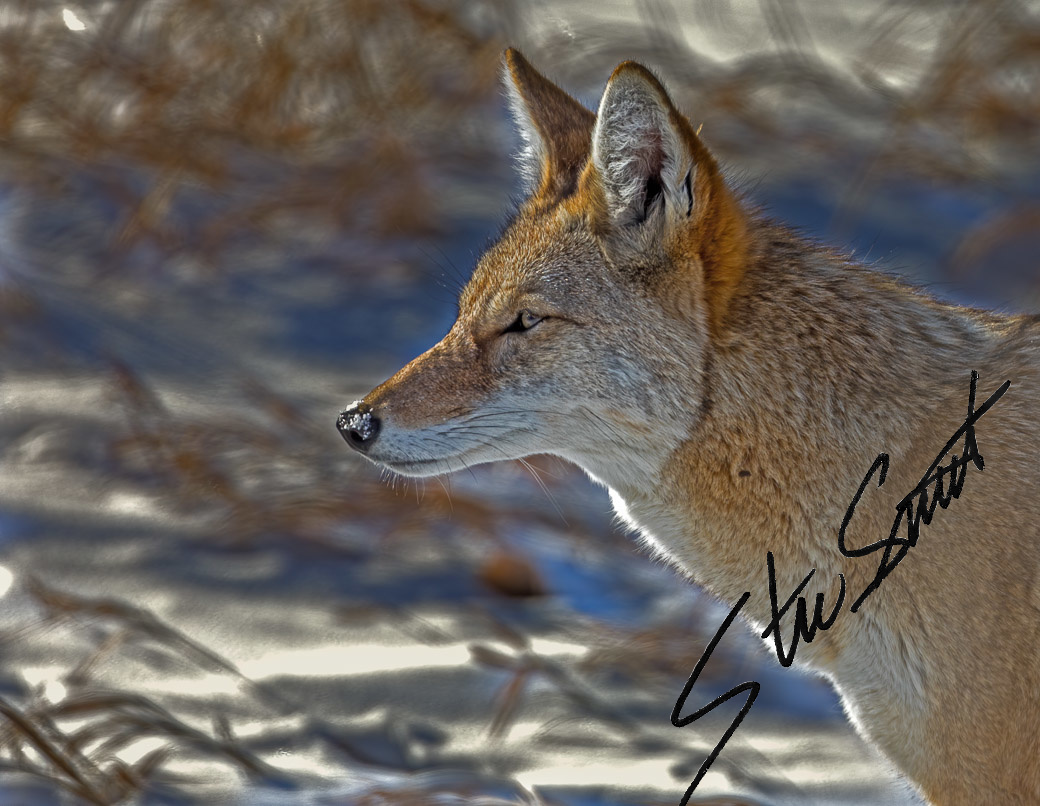 Wildlife - Website initial-44