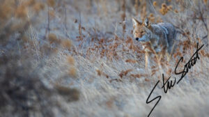 Wildlife - Website initial-45