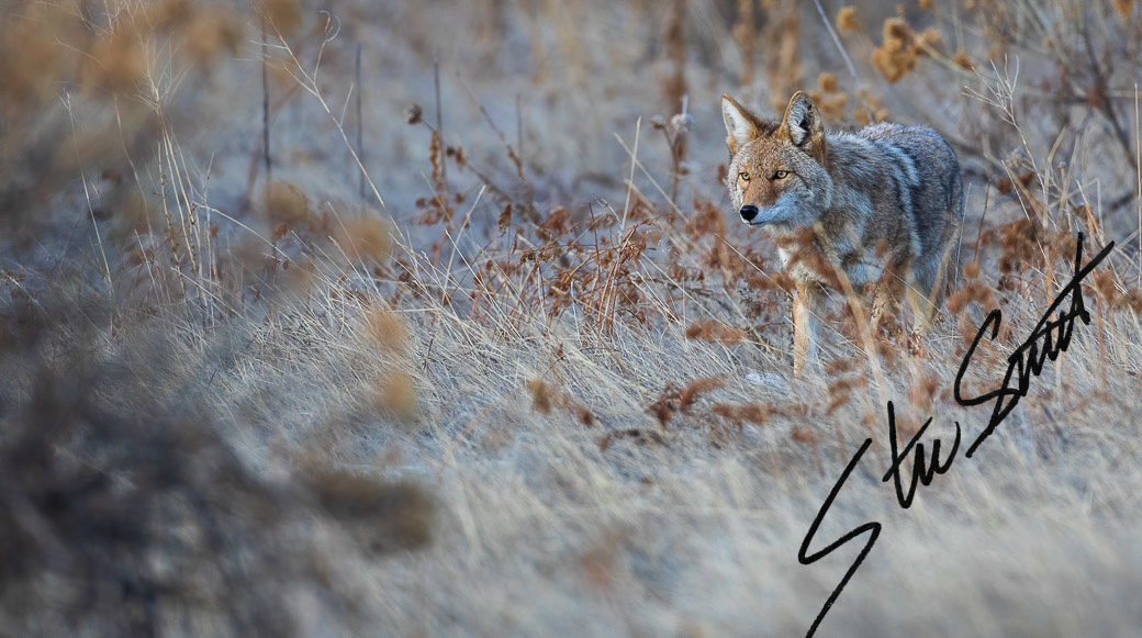 Wildlife - Website initial-45