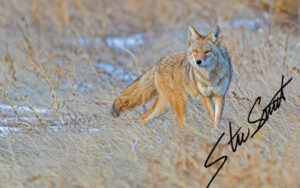 Wildlife - Website initial-46