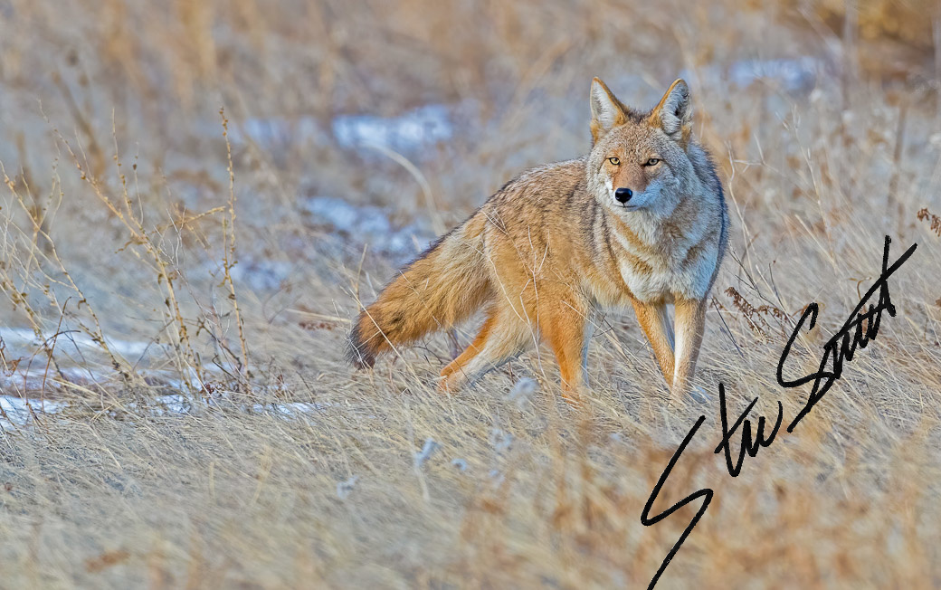 Wildlife - Website initial-46