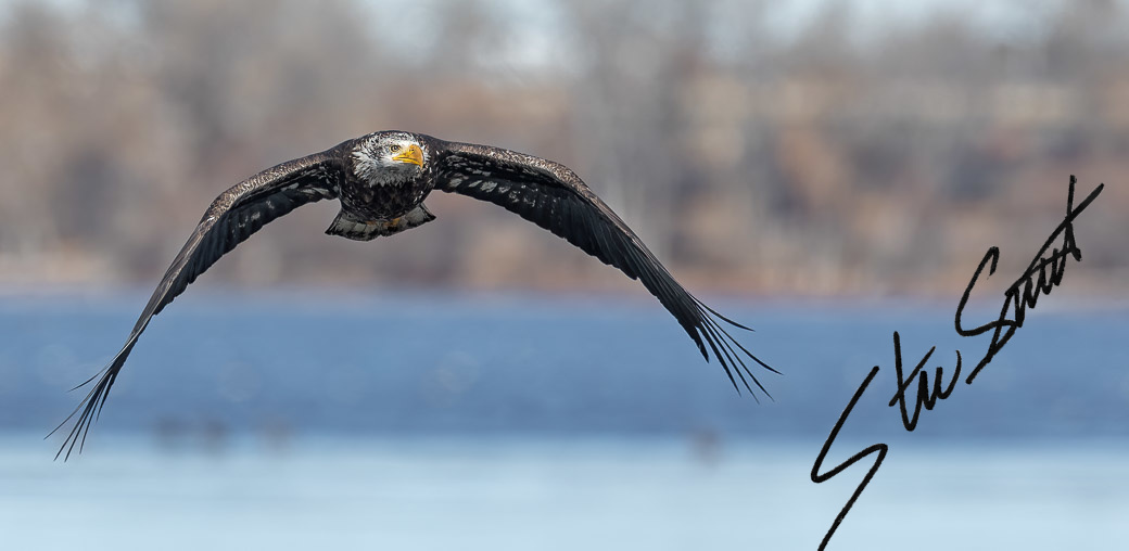 Wildlife - Website initial-47