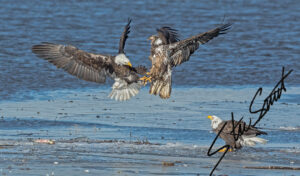 Wildlife - Website initial-48