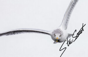 Wildlife - Website initial-49