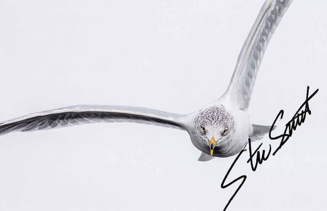 Wildlife - Website initial-49