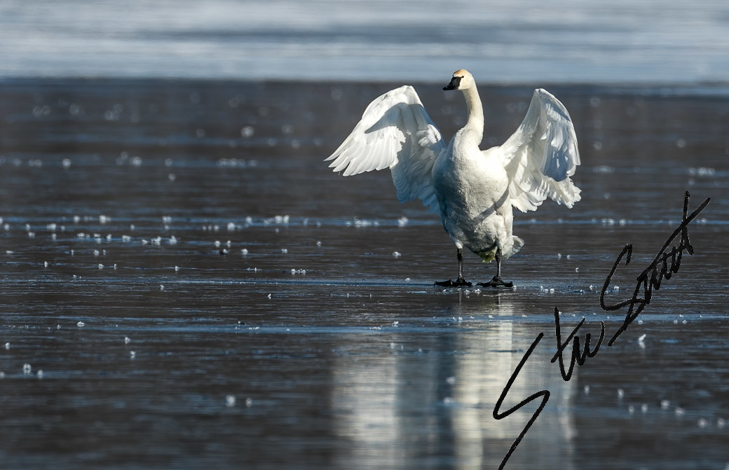 Wildlife - Website initial-50