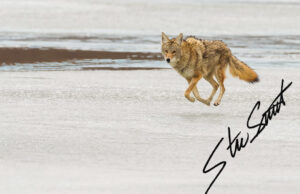 Wildlife - Website initial-51