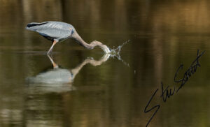 Wildlife - Website initial-52