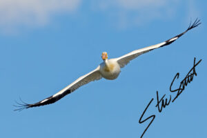 Wildlife - Website initial-53