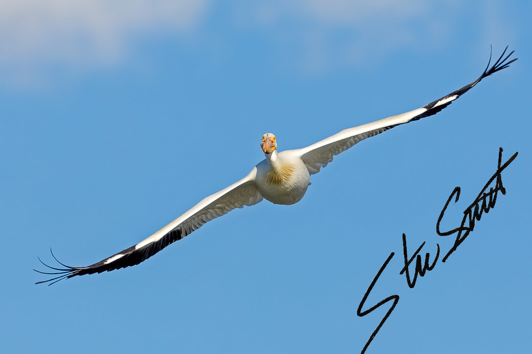 Wildlife - Website initial-53