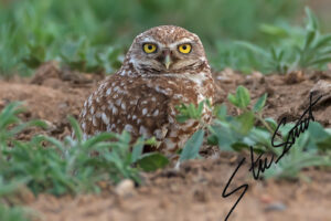 Wildlife - Website initial-54