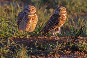 Wildlife - Website initial-55