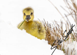 Wildlife - Website initial-6