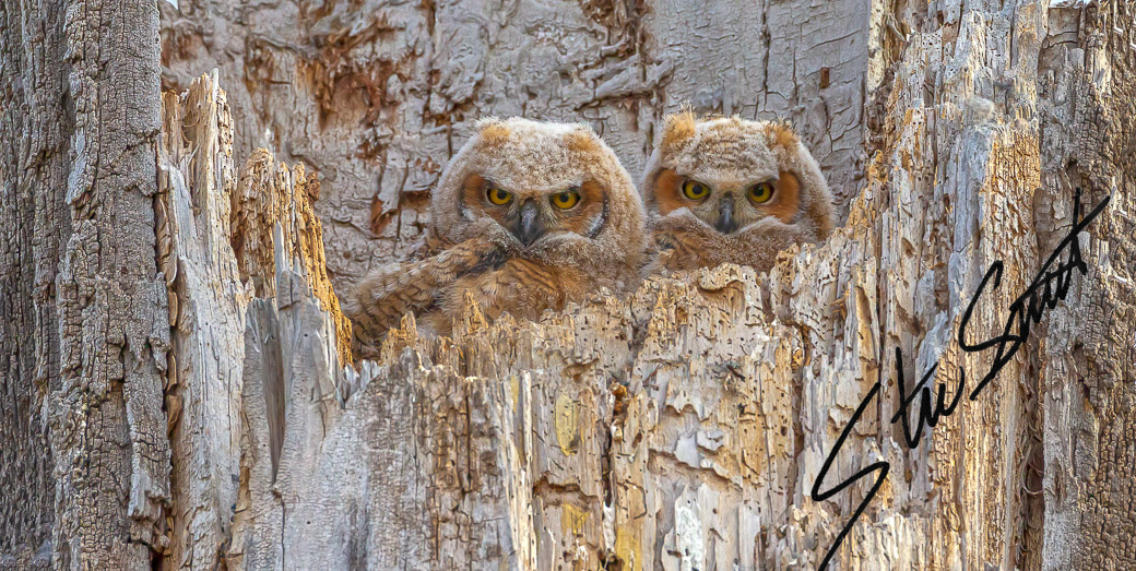 Wildlife - Website initial-8