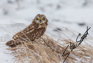 Wildlife - Website initial-9