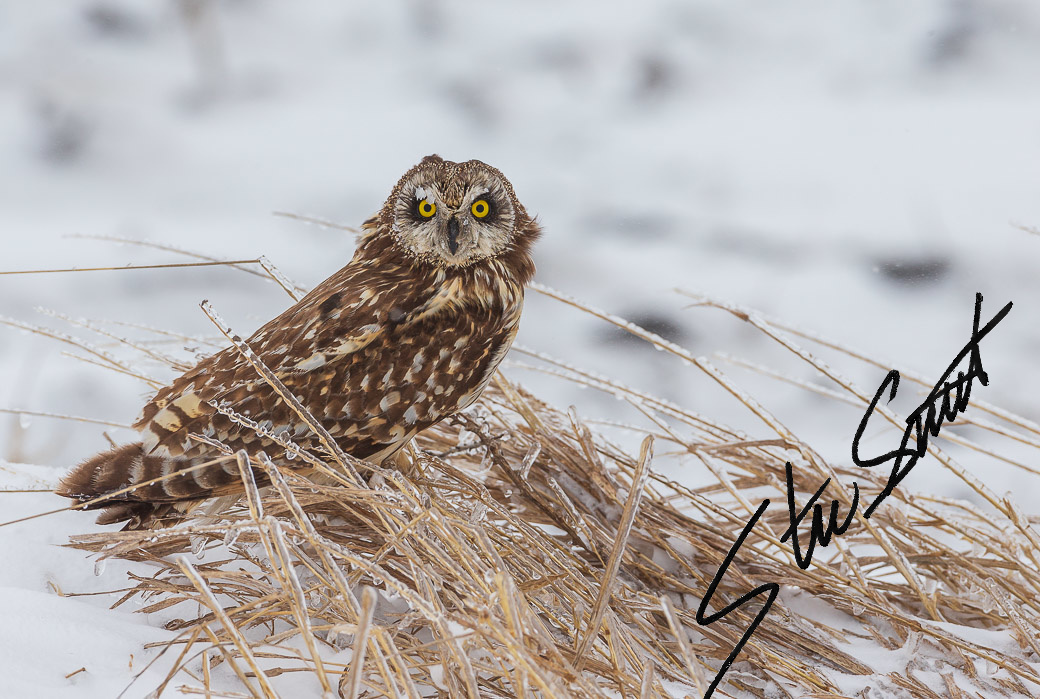 Wildlife - Website initial-9